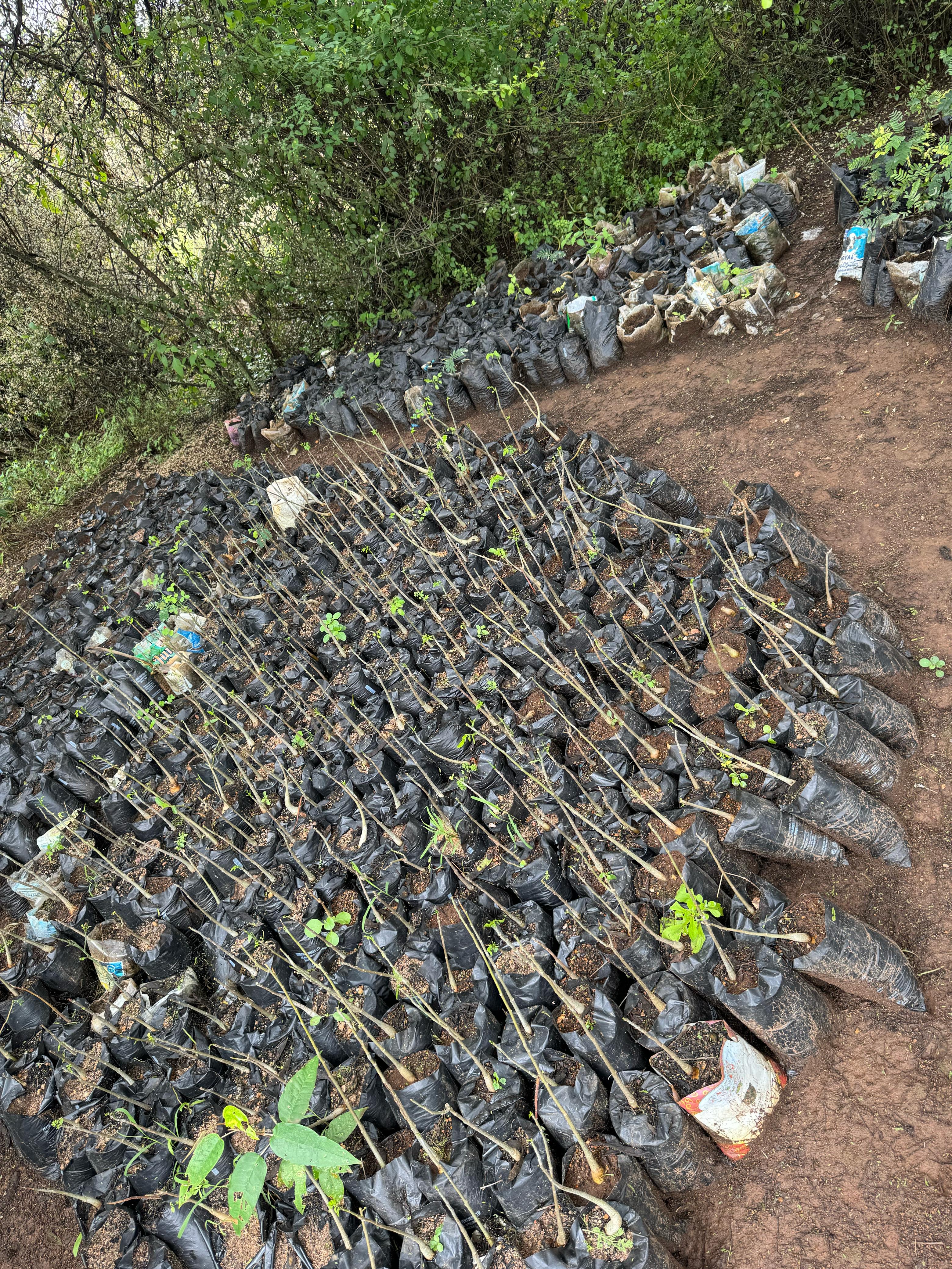 Green Wave Nexus tree planting